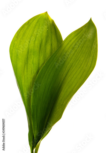 Lily of the valley leaf isolated on white background, closeup.