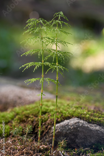 Poisonous plant Equisetum sylvaticum in the spruce forest. Known as wood horsetail. Green plants growing in the spruce forest in the moss and needles.