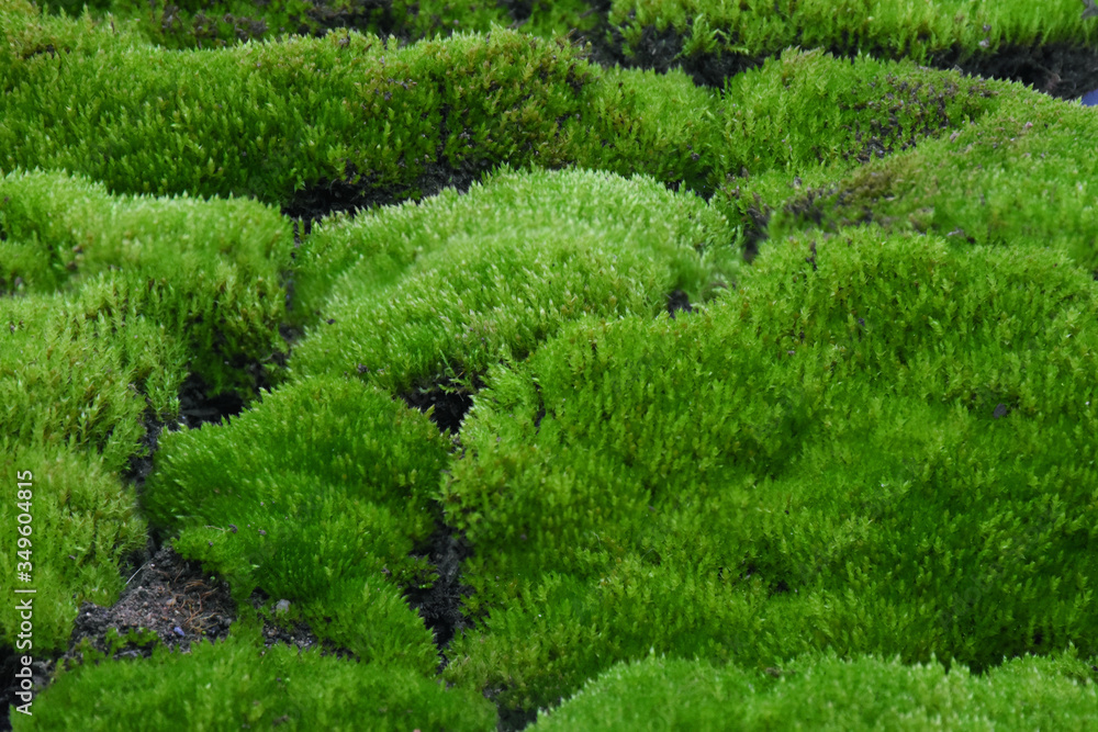 Moss green on stone in forest.