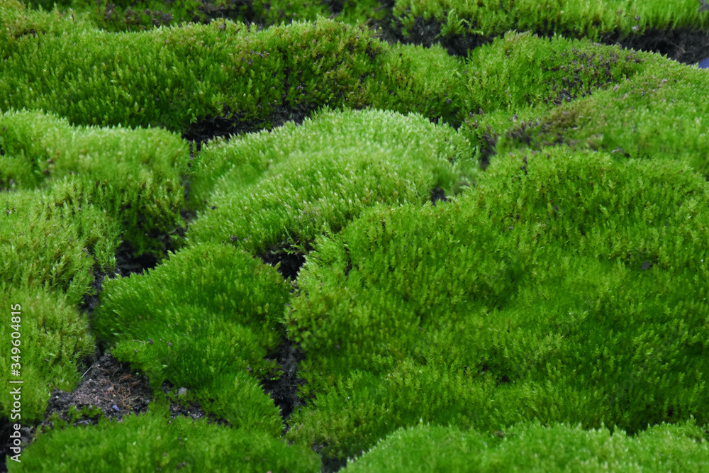 Moss green on stone in forest. Moss green on stone in forest.
