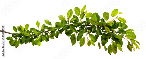 Cherry plum tree branch on an isolated white background, close-up. Sprout with green leaves, isolate.