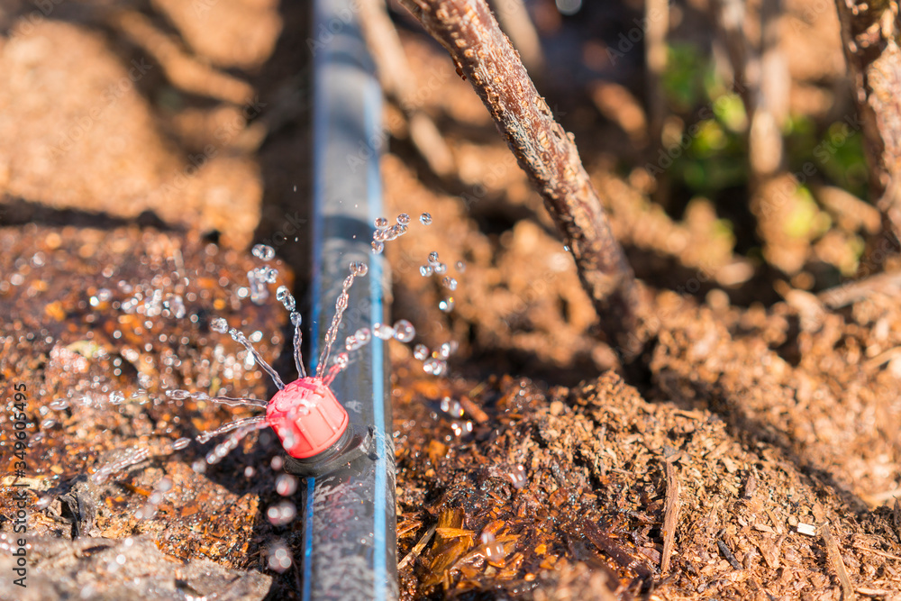 Fototapeta premium Sprinkler systems, drip irrigation, watering lawns. Drip Irrigation System Close Up. Water saving drip irrigation system being used in a organic onions field. toned