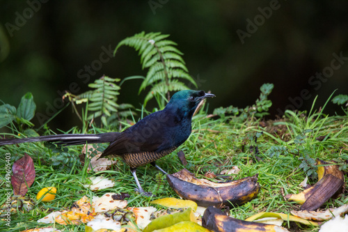 Beautiful Bird-of-paradise of New Guinea with long tail and beak aeting tropical fruit photo