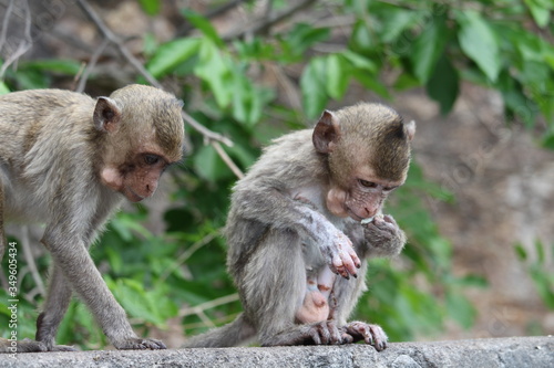 Little monkeys are eating mountain fruit, both from abundant nature.  © Phronphan