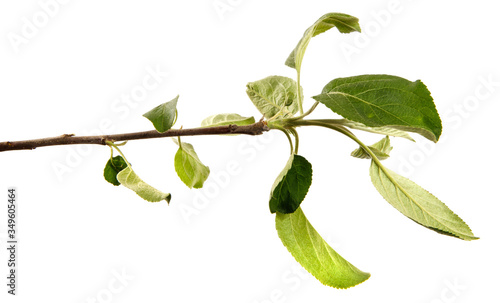 Apple tree branch on an isolated white background, close-up. Fruit tree sprout with green leaves
