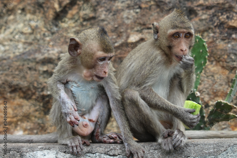 Little monkeys are eating mountain fruit, both from abundant nature.
