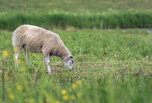 Sheep on the summer field