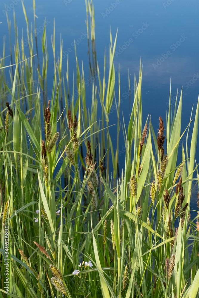 Obraz premium Tranquil landscape at a ditch, grasses and leaves on the edge of the ditch, the blue sky reflected in the water