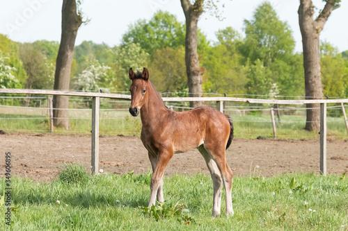 Little just born brown foal standing in green grass during the day with a countryside landscape. One week old, harness horse, riding horse