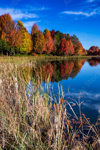 Autumn landscape scene Himeville, South Africa. Autumn trees and lake, Kenmo photo