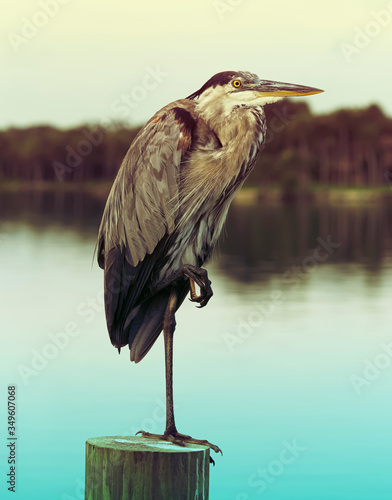 great blue heron