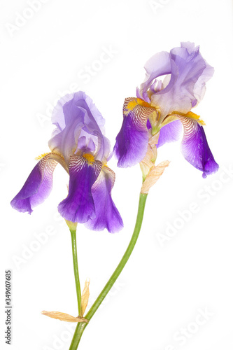 Purple irises on white background