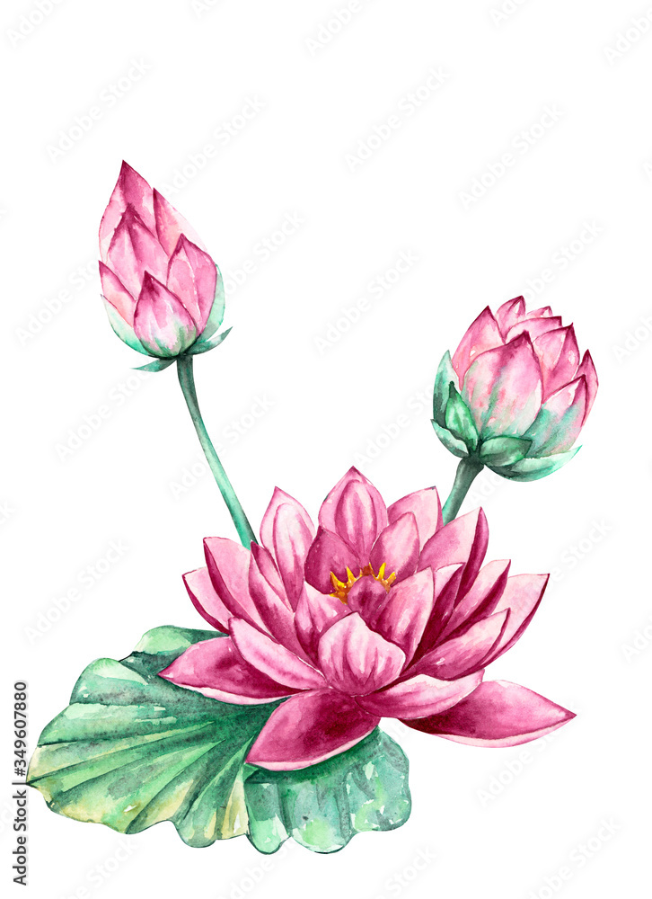 Fototapeta premium Pink and purple water lily lotus flower, watercolor illustration, isolated on white background