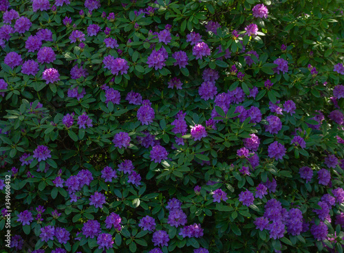 Violet rhododendron © simonmuß
