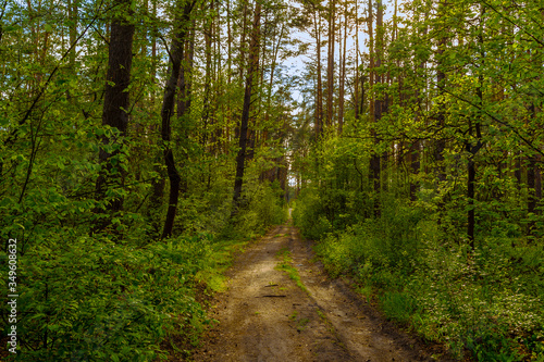 Spring forest landscape. Paths in the forest . © Александр Бутылов