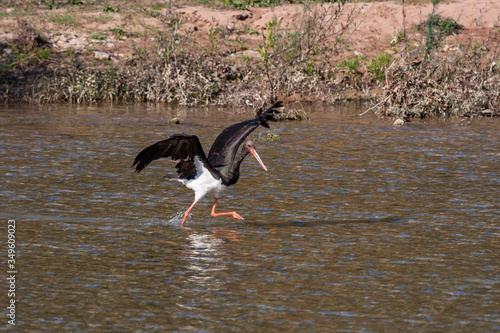 stork, bird, black, ciconia, nature, water, wildlife, beak, animal, europe, ciconia nigra, black stork, feather, wild, red, migrant, fauna, nigra, bill, summer, ornithology, park, beautiful, natural, 