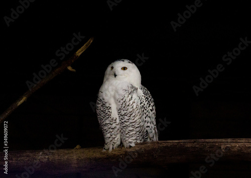 snow owl on branch II © simonmuß