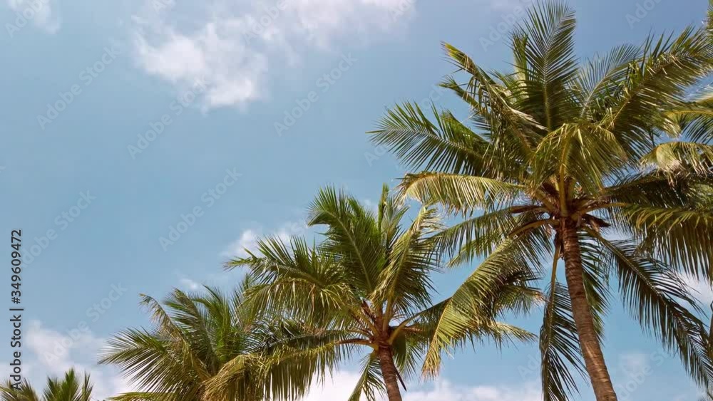 Palm trees in Rameshwaram, India. Palm trees in Rameshwaram, India.
