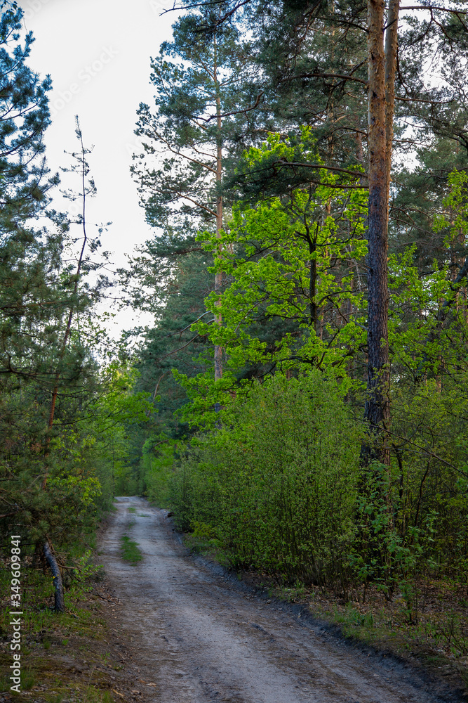 Fototapeta premium Spring forest landscape. Paths in the forest .
