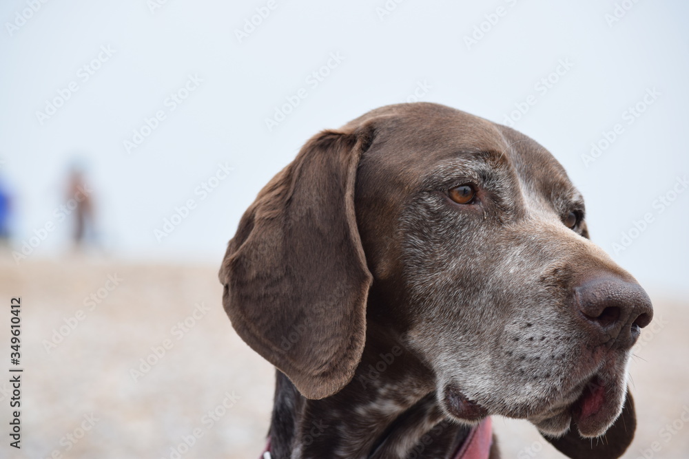 Thoughtful German Shorthaired Pointer
