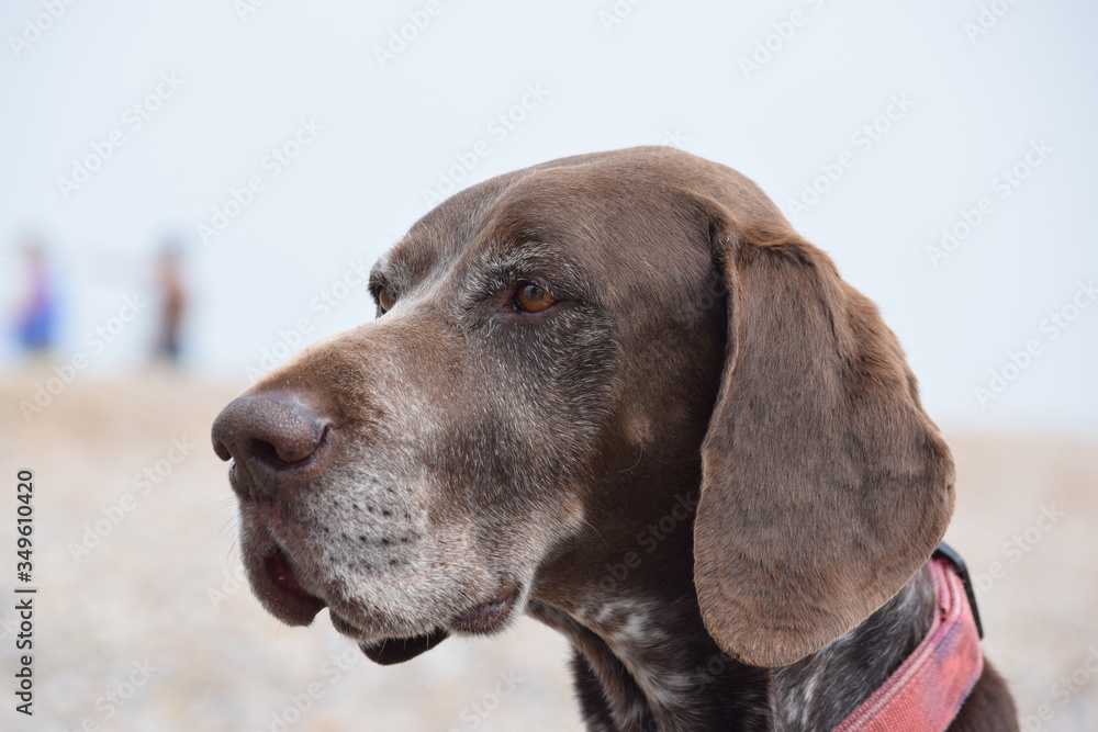 Profile of German shorthaired Pointer