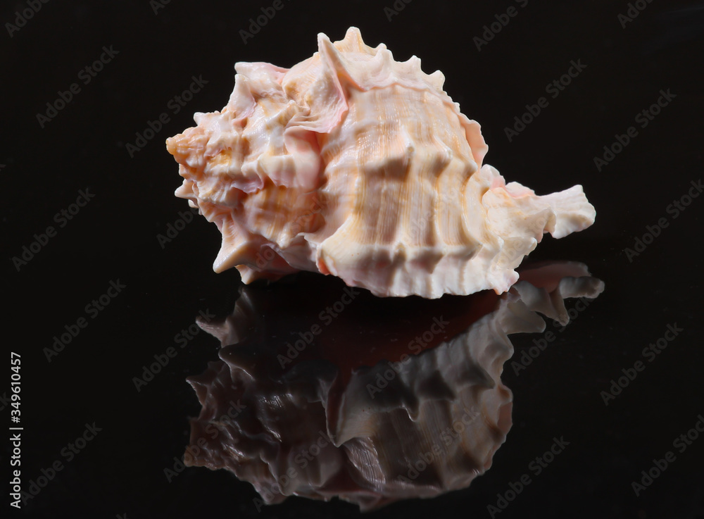 Seashell on a black background with reflection close up Seashell on a black background with reflection close up