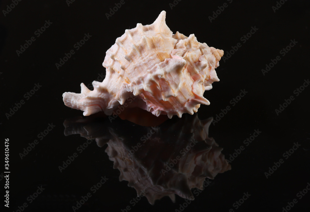 Seashell on a black background with reflection close up Seashell on a black background with reflection close up