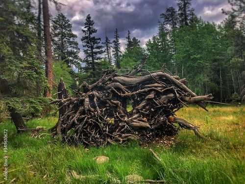 Fallen ponderosa pine with root system exposed