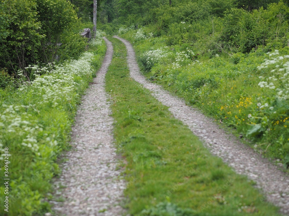 Unterwegs - Forststraße schlängelt sich durch den Wald Unterwegs - Forststraße schlängelt sich durch den Wald