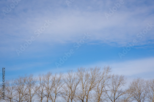 treetops against blue sky, background for design