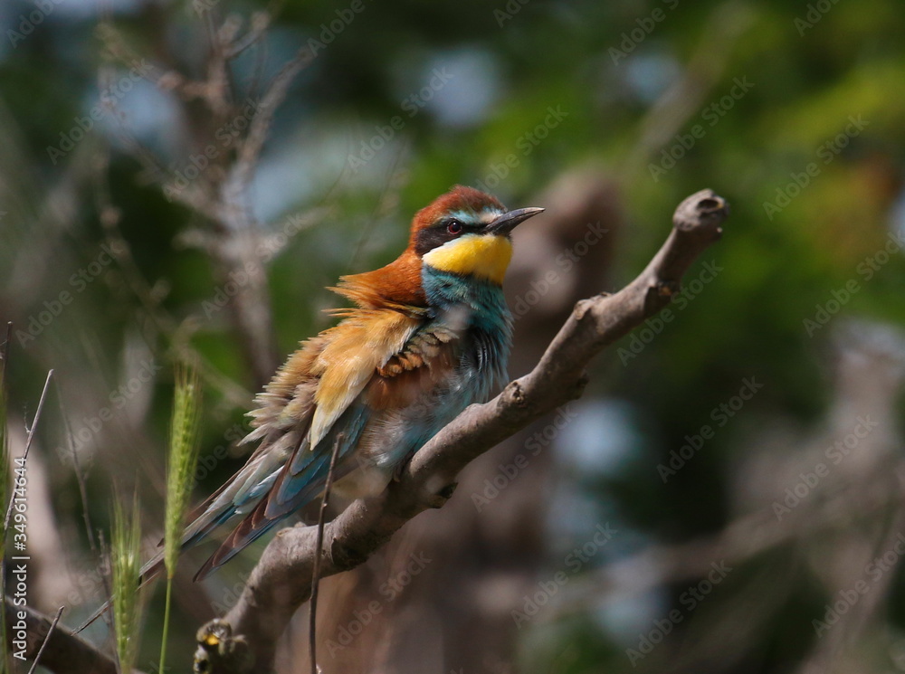 European bee-eater on branch, Merops apiaster European bee-eater on branch, Merops apiaster