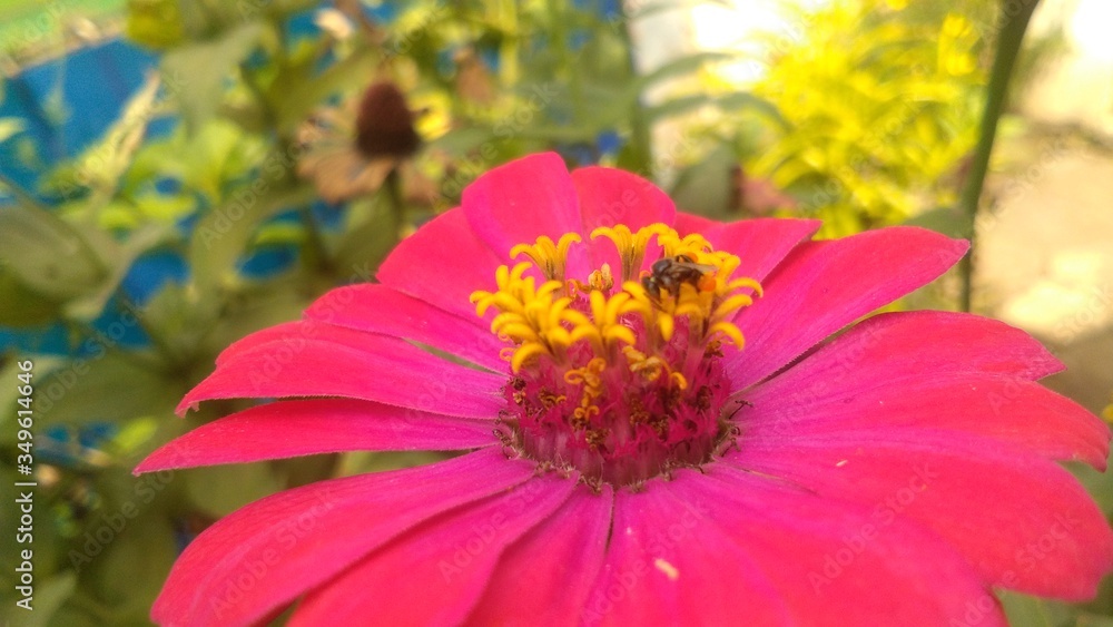 bee on pink flower