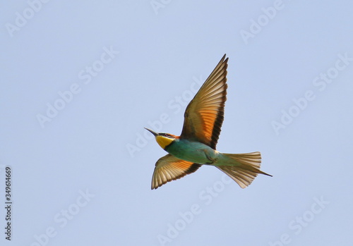 European bee-eater in flight, Merops apiaster