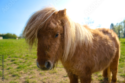 Schilderij op canvas Little brown shetland pony standing in a field on a sunny day