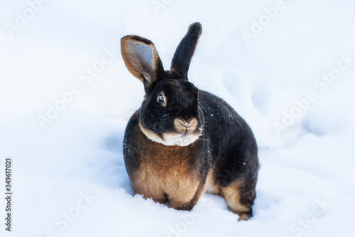 Beautiful Rex rabbit in the snow