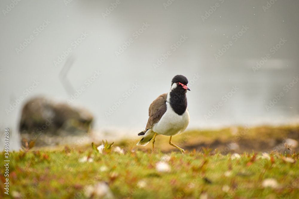 red wattled bird running on grass ground red wattled bird running on grass ground