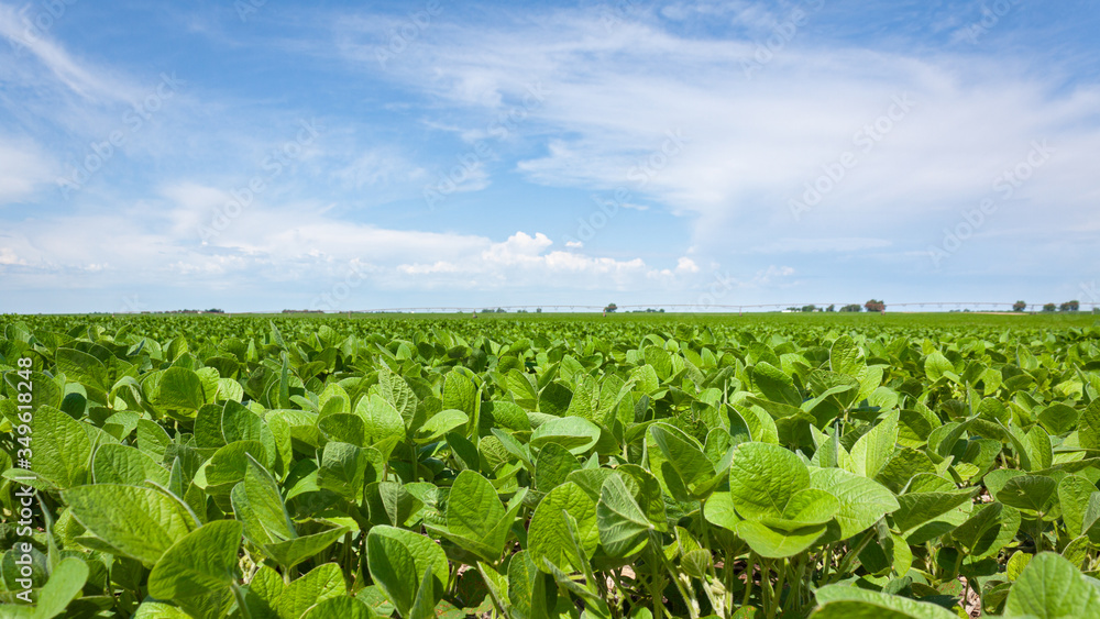 Soybean Field in Summer Soybean Field in Summer