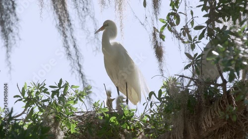 Baby great egret chicks beg for food from mom in a bird nest in Orlando Florida