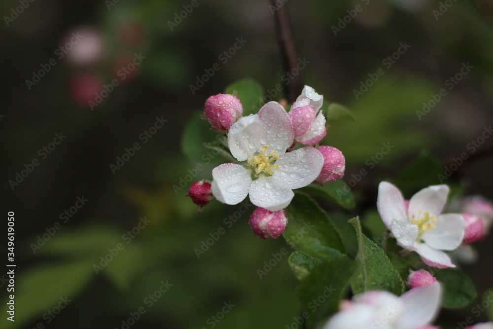 Fototapeta premium Flowers of the apple tree. Blooming apple tree
