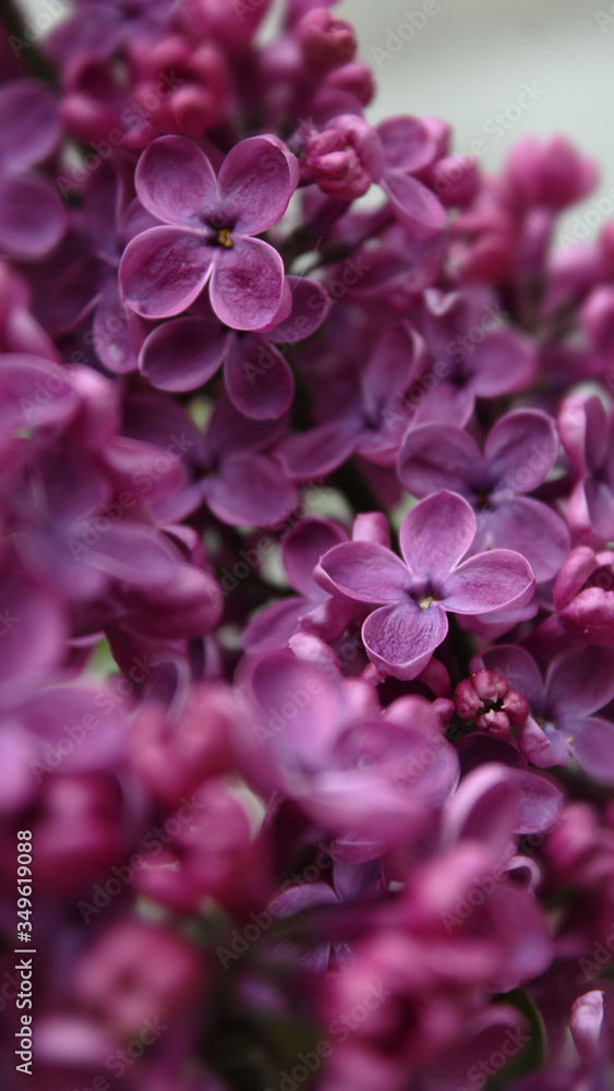Lilac flowers for you Lilac flowers for you