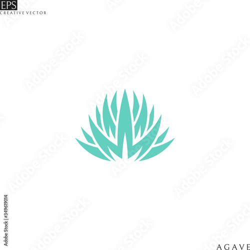 Agave. Succulent plant