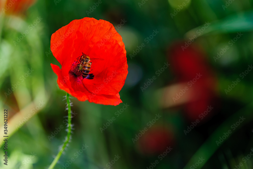 bright red poppy flowers in summer. Bees collect nectar