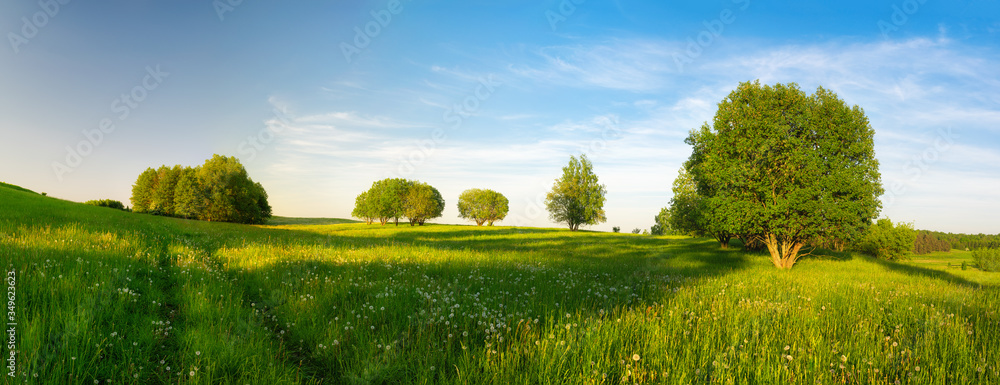 Road through a meadow full of dandelions. May landscape. Masuria, Poland. - obrazy, fototapety, plakaty 
