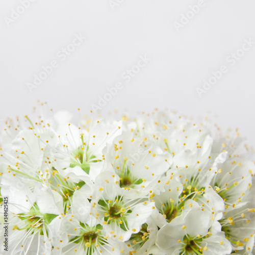 Plum flowers close-up.