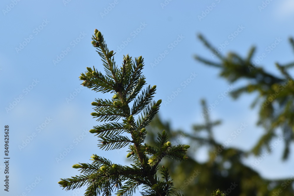 spruce branches against the blue sky spruce branches against the blue sky