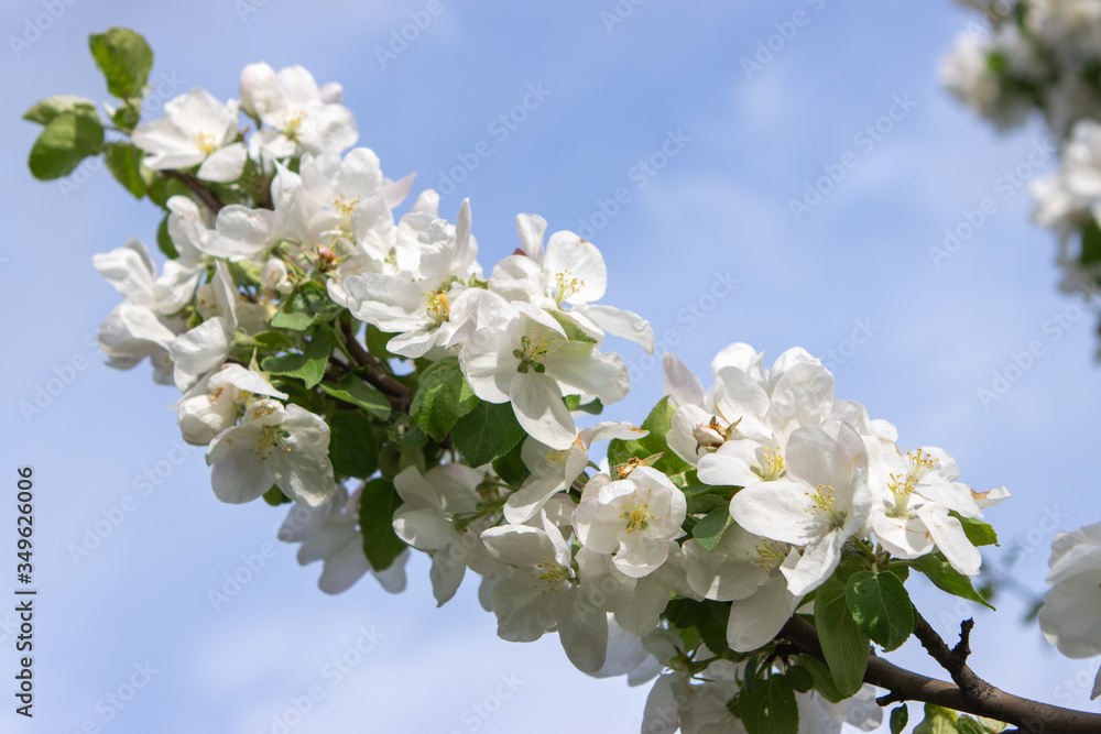 Blooming white Apple tree against a blue sky