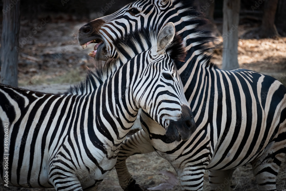 Zebra Zebra