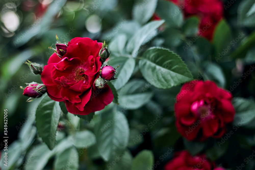 Big beautiful red flowers and green leaves Big beautiful red flowers and green leaves