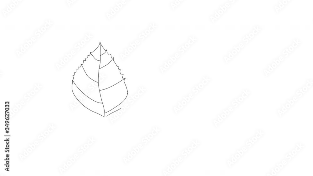 Self drawing animation of green birch leaf. Line art illustration. Copy space, white background. Self drawing animation of green birch leaf. Line art illustration. Copy space, white background.