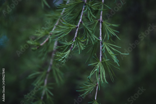 Background with beautiful green pine tree branches close up. Wallpaper 